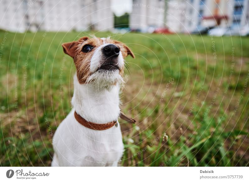 Hund auf der Wiese an einem Sommertag. Jack Russel Terrier Welpe Porträt niedlich Glück Haustier bezaubernd braun Gesicht züchten heimisch Gras Park spielen