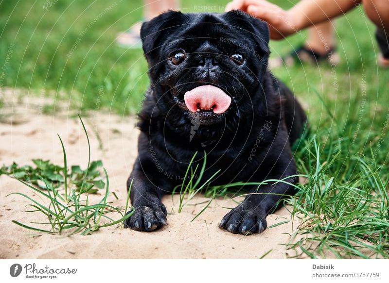 Porträt eines Mopshundes auf dem Rasen, Nahaufnahme Hund Haustier Tier niedlich Eckzahn klein Welpe Säugetier Reinrassig heimisch züchten lustig bezaubernd