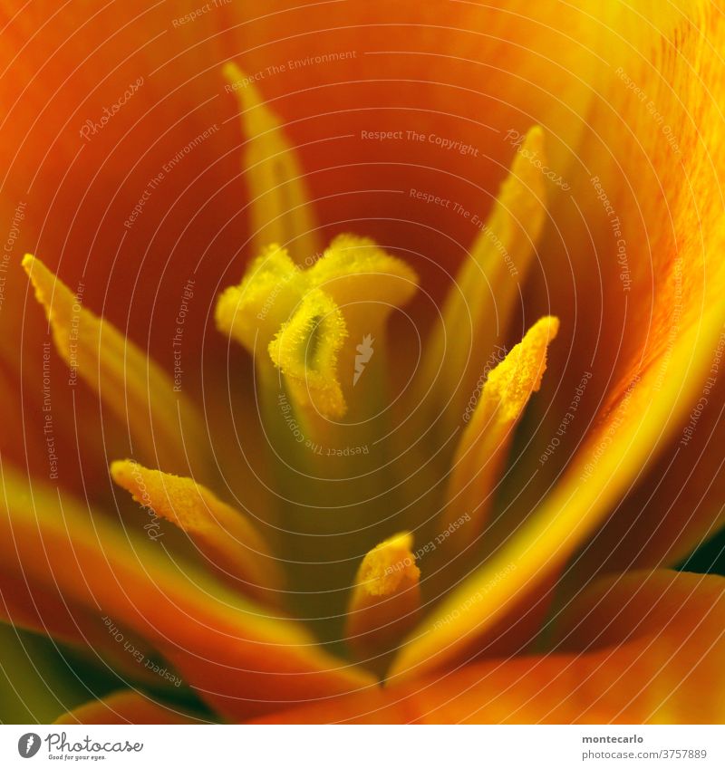 Macroaufnahme - Nahaufnahme eines Blütenstempels Pflanze Natur Wildpflanze Grünpflanze Blatt klein weich natürlich Makroaufnahme Farbfoto Detailaufnahme Blume