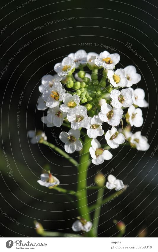 Duftsteinrich mit Tautropfen Silberkraut Blume Blüte Steinkraut weiß Wassertropfen Natur Pflanze Nahaufnahme Makroaufnahme Farbfoto Außenaufnahme