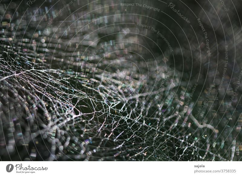 vernetzt Spinnennetz Netz Spinnenfäden Natur Außenaufnahme Nahaufnahme Makroaufnahme Schwache Tiefenschärfe Netzwerk Muster Strukturen & Formen