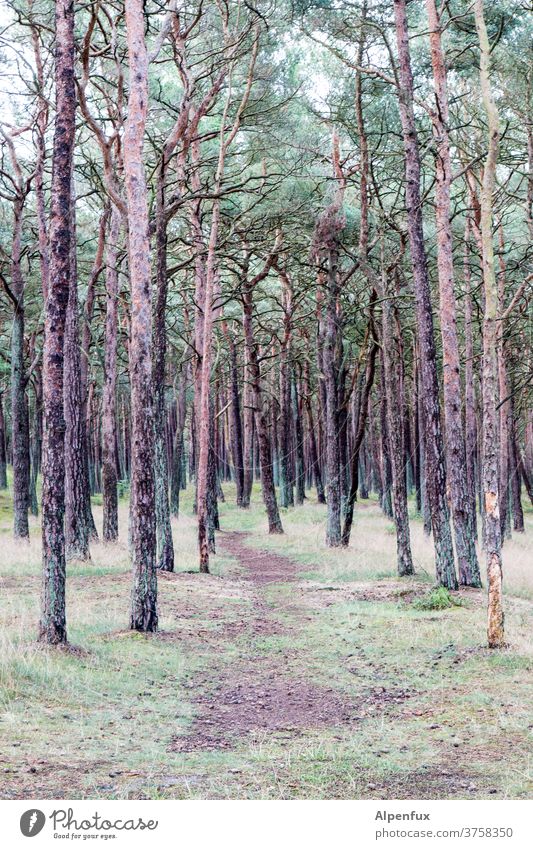 Dünenwald Wald Baum Natur Waldboden Wege & Pfade Farbfoto Außenaufnahme Menschenleer Umwelt Baumstamm Schatten Einsamkeit alleine Angst