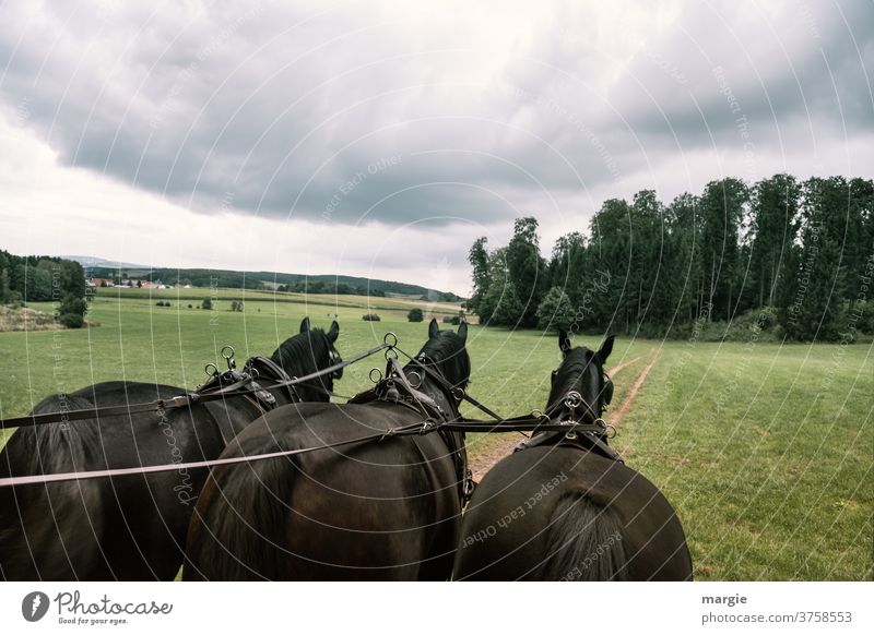 Kutschfahrt mit drei Pferden Kutscher kutsche Pferderücken Pferdeschwanz Pferdekutsche Pferdefuhrwerk bedeckter himmel Wolken Pferdegruppe transport