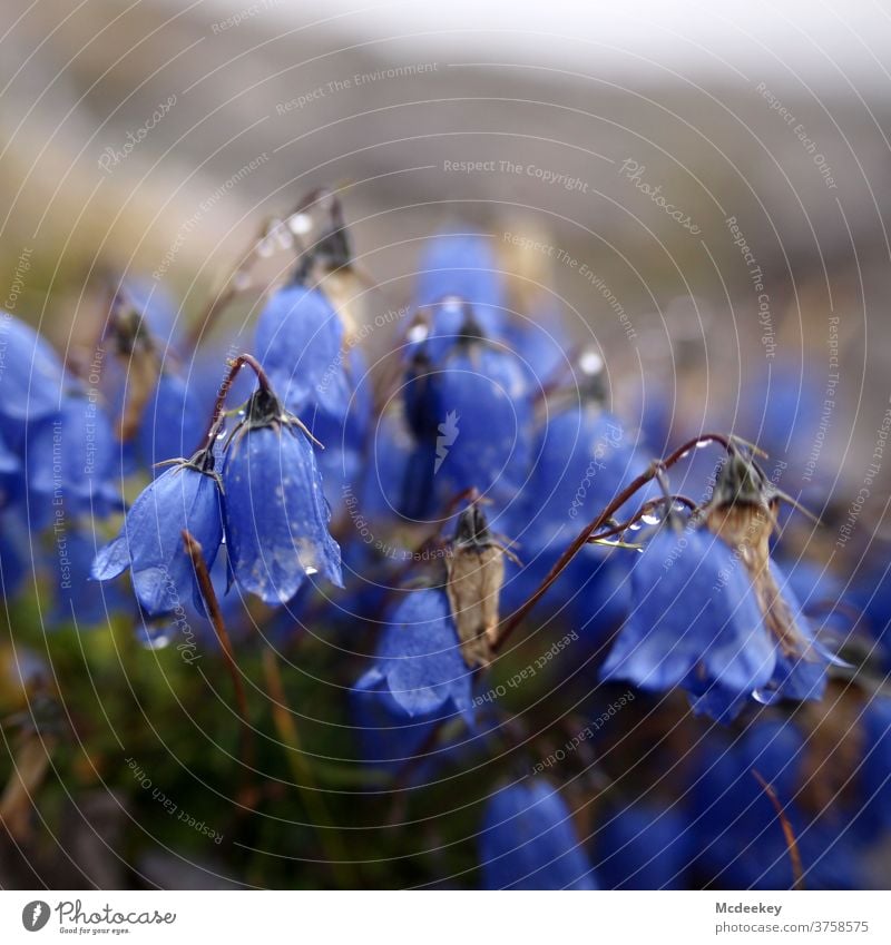 Das blaue Klingeln Glockenblume Blume Blüte Pflanze Natur Farbfoto Menschenleer Sommer Österreich Lünerseegebiet Wassertropfen lila Lila Blume lila Blüte