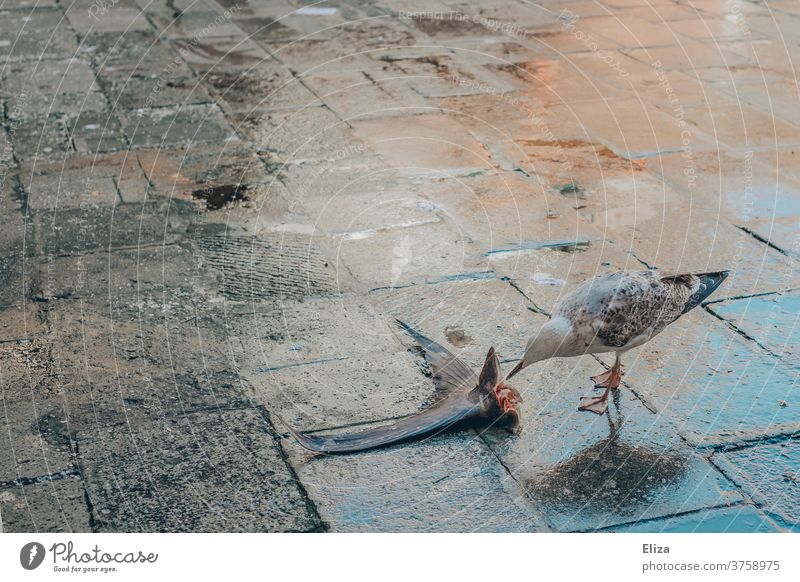 Eine Möwe knabbert an den Überresten eines Fisches. fressen Fischmarkt Tier Natur Schwanzflosse Flosse Vogel Futter Nahrung Mahlzeit Ernährung kalt nass frisch