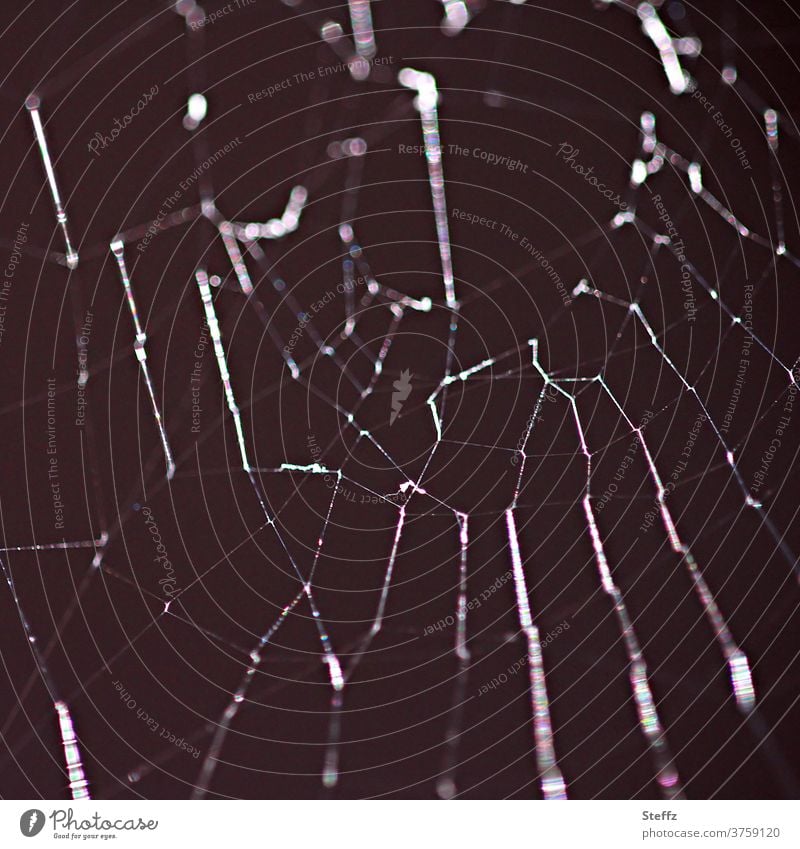 eine Falle spiegelt das Licht wieder Spinnennetz Netzwerk abstrakt Lichtspiegelung Vernetzung Spinngewebe bizarr bedrohlich netzartig Hinterhalt Asymmetrie