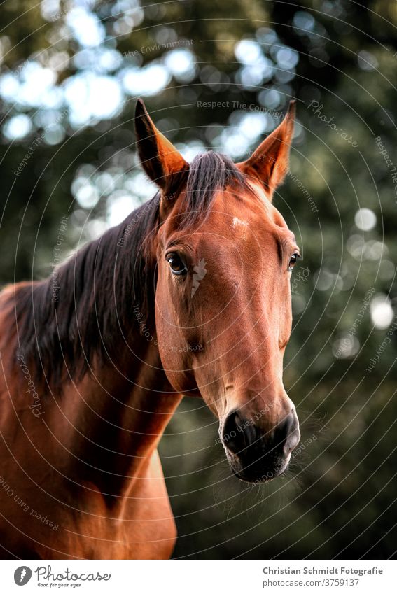 Braunes Pferd, in freier Natur, mit dunkler Mähne. Pferdegesicht und gespitzte Ohren Pferdefotografie pferd Tier Außenaufnahme Tierporträt braun Menschenleer