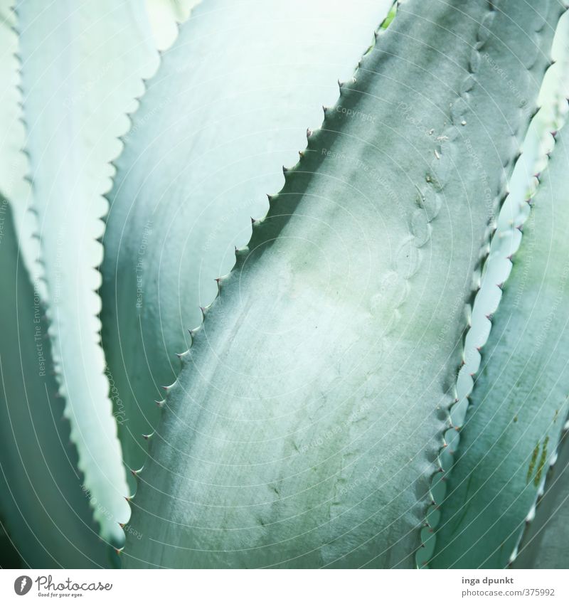 Gesundheit Umwelt Natur Pflanze Grünpflanze Nutzpflanze exotisch Heilpflanzen Aloe Sukkulenten Kaktus gut stachelig Gesundheitswesen rein Qualität Farbfoto