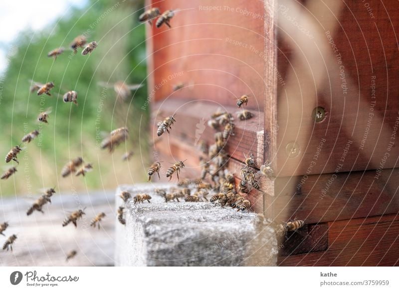 Bienenstock Biene Bienenstock biene Beute Schwarm Flug fliegen schwärmen