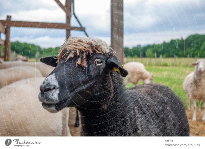 Schafsgschau Frisur dunkelbraun neugier Weide Herde