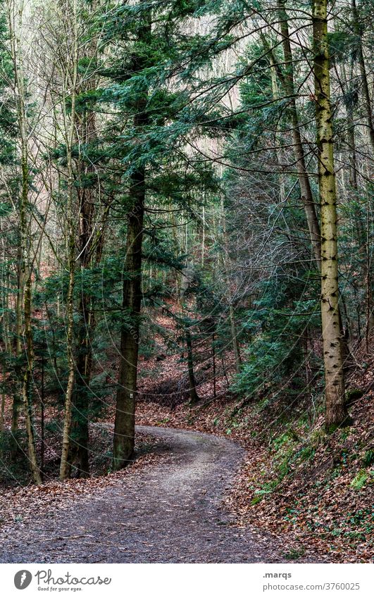 Waldweg Herbst Nadelbaum Nadelwald Wege & Pfade Natur Umwelt düster Ausflug wandern