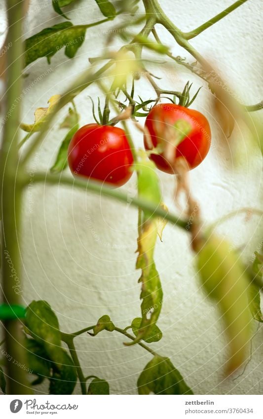Zwei Tomaten garten schrebergarten obst gemüse tomate zwei paar staude nachtschattenpflanze nachtschattengewächs frisch ernte ranke sommer kleingarten reif rot