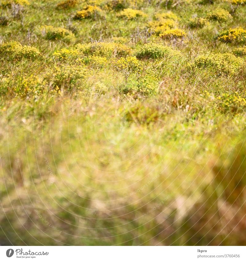 abstraktes Gras wie Hintergrund verwischen trocknen gelb Textur Natur Heu braun Muster natürlich Feld Pflanze grün Sommer Herbst Nahaufnahme Umwelt gold tot