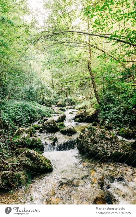 Blick auf den Fluss, der durch den Wald fließt Abenteuer Hintergrund schön Kaskade Kaskadierung Bach Ökologie Umwelt Europa erkunden fließen fließend frisch