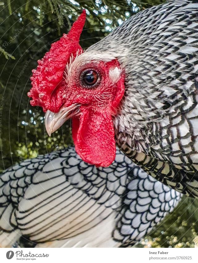 Nahaufnahme eines schwarz-weißen Huhns Ackerbau Tier Hintergrund Schnabel Vogel schwarz auf weiß Hähnchen abschließen farbenfroh Bauernhof Landwirtschaft Feder