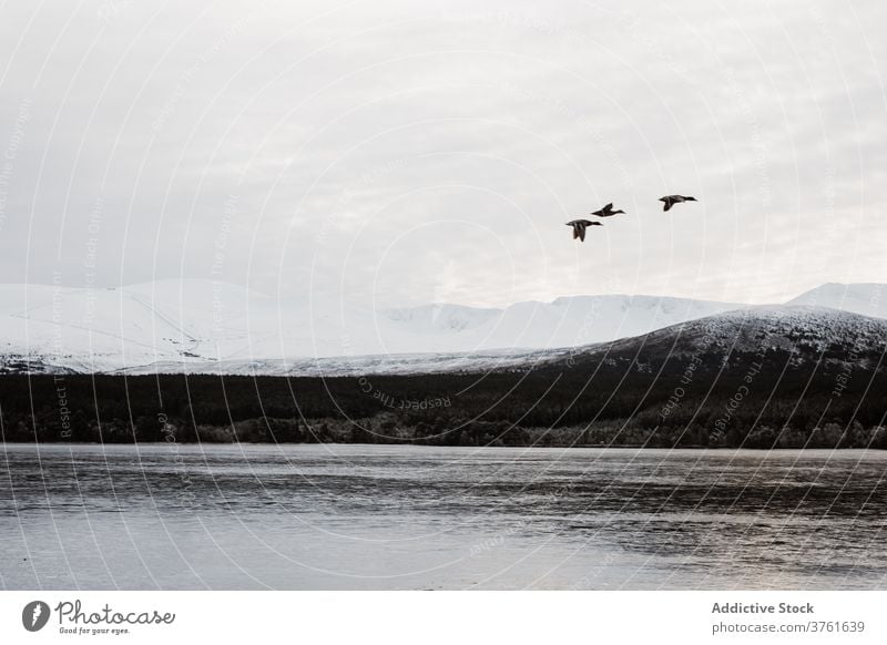 Enten fliegen über gefrorenen See im Winter Vogel Berge u. Gebirge Hochland Fliege Landschaft Zusammensein Schottisches Hochland Schottland Großbritannien