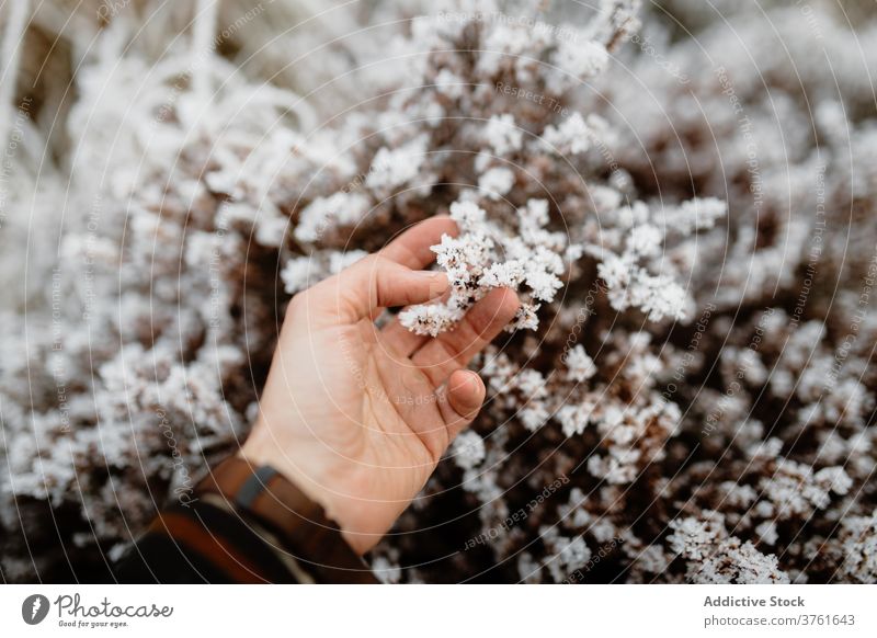 Person, die die Pflanze im Winter berührt gefroren berühren Frost kalt Schnee Saison Wald Schottisches Hochland Schottland Großbritannien vereinigtes königreich
