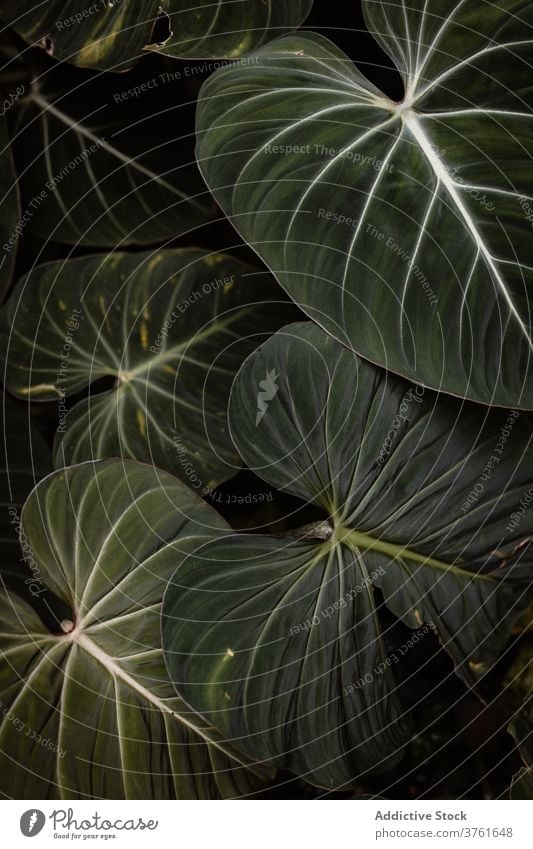 Grüne Blätter wachsen im botanischen Garten Pflanze Hintergrund organisch natürlich Blatt grün Botanik filigran dunkel Natur Flora kultivieren exotisch Saison