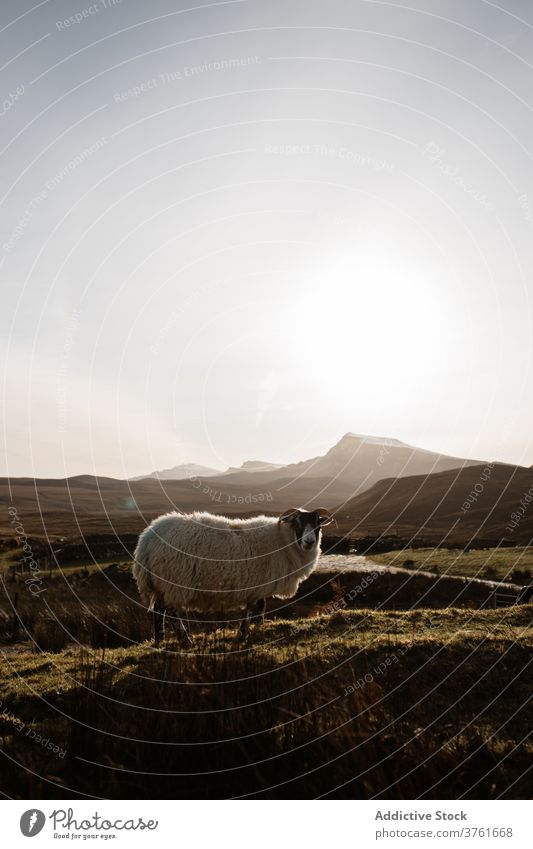 Flauschige Schafe im Hochland weiden Tal Berge u. Gebirge Morgen heimisch Tier Säugetier Schottisches Hochland Schottland Großbritannien vereinigtes königreich