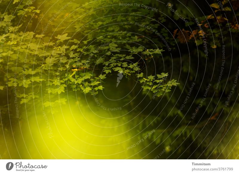 lebensnotwendig | Natur und Licht Wald Laubbaum grün dunkel schwarz Außenaufnahme Menschenleer Umwelt Erholung angenehm