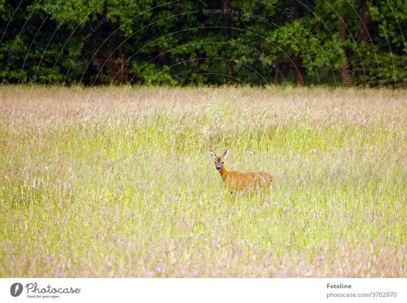 Ein Reh steht in hohem Gras und schaut in die Kamera Wild Wildtier Tier wild Natur Farbfoto Außenaufnahme 1 Tag Umwelt Menschenleer natürlich Pflanze grün Wiese