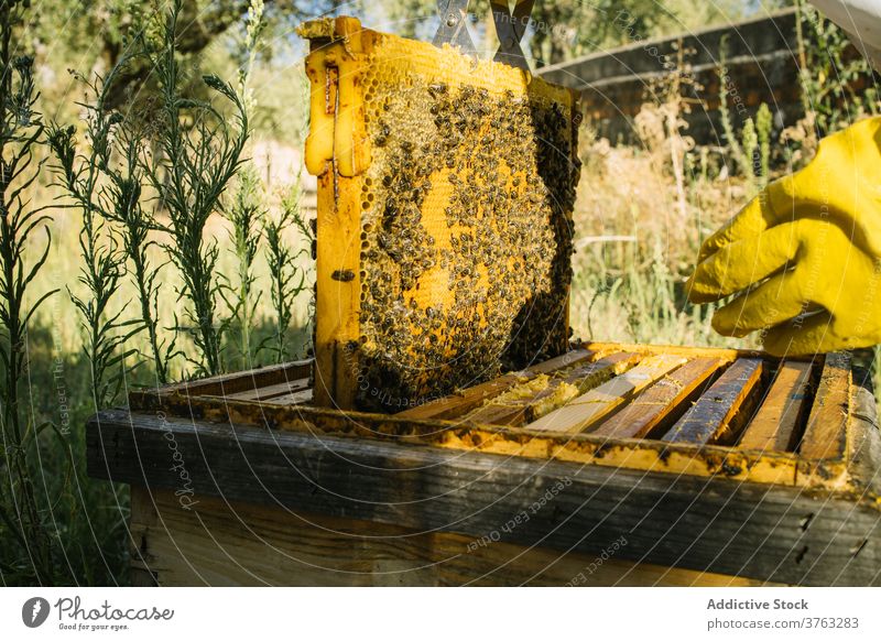 Imker mit Wabe im Bienenstock Liebling abholen Bienenkorb Arbeit Job Garten behüten Uniform Tracht Arbeiter Werkzeug Fähigkeit Ökologie Beruf beschäftigt Wehen