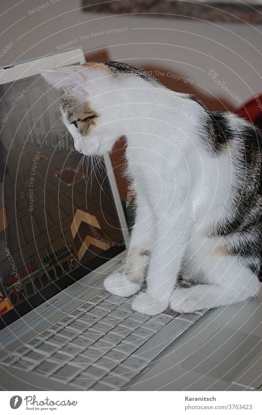 Eine Katze beobachtet den Computerbildschirm. Hauskatze Katzenkind Tier Säugetier Fell weich kuschelig weiß gestreift sitzen beobachten Laptop Tastatur Pfote