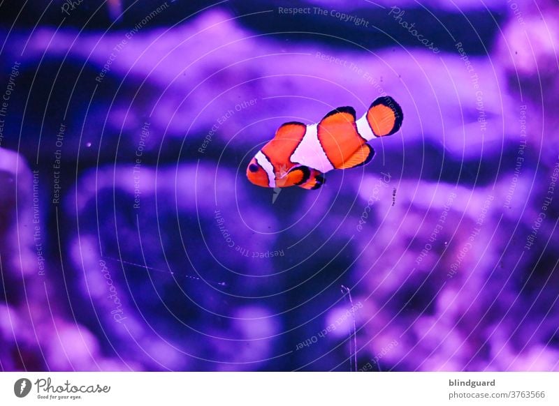Der Clownfisch findet's langsam nicht mehr lustig Nemo Annemone orange weiß schwar Fisch Salzwasserfisch exotisch Aquarium Unterwasseraufnahme Farbfoto Wasser