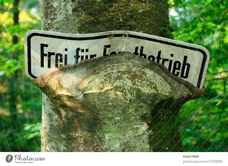 Verkehrszeichen ist zu einem Baum gewachsen Verkehrsschild Zeichen Natur Wald Holz Wegweiser hölzern Anweisung Straße Rinde eingewachsen Leben Ursprung