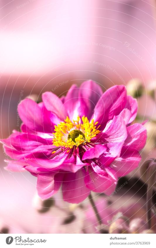 pink flower Blume Blüte blühen blätter Nahaufnahme Sommer Pflanze Garten Farbfoto Pollen Natur schön Duft Menschenleer Umwelt Wiese Wärme duftend Wildpflanze