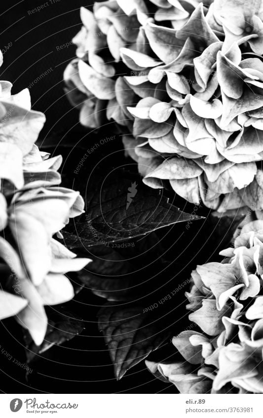 Blumen in schwarz-weiß, Hortensie Schwarzweißfoto Blüte Pflanze schwarzweiß Monochrom flora Natur Nahaufnahme Blühend Hortensienblüte