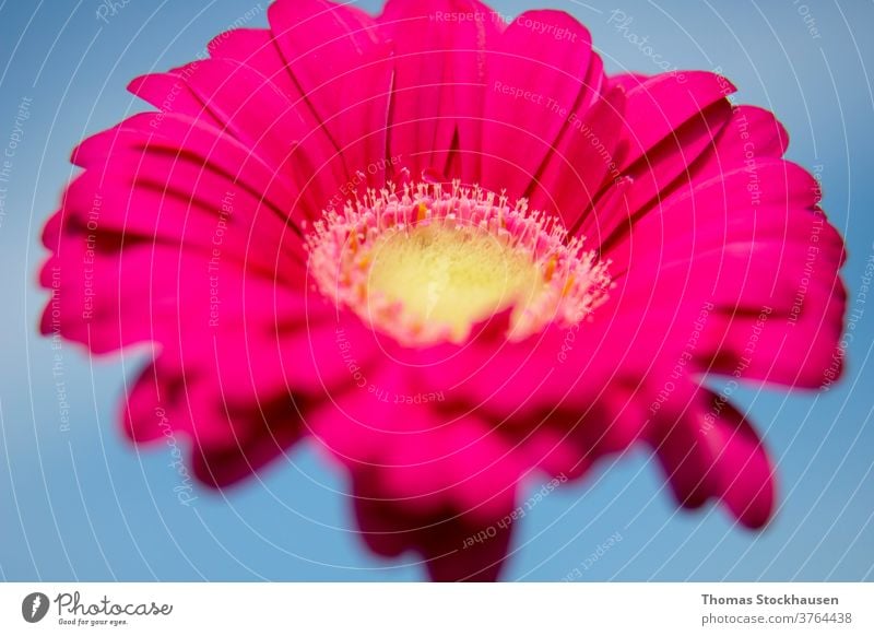 Nahaufnahme der rosa Gerbera-Blüte Afrikanisch Asteraceae Hintergrund schön Schönheit Blütezeit Überstrahlung botanisch schließen Farbe farbenfroh