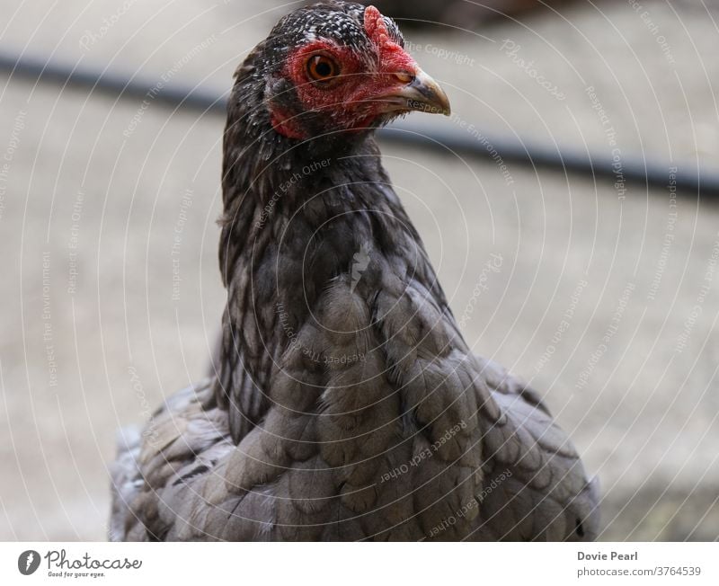 Graue Henne schaut direkt in die Kamera Hähnchen Pute grau Tier heimisch Feder Vogel rot Auge Seitenansicht Schnabel