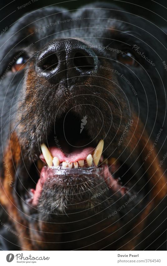 Nahaufnahme des Gesichts eines Rottweilers Hund Tier Haustier schwarzbraun Zähne männlich Erwachsener reinrassig