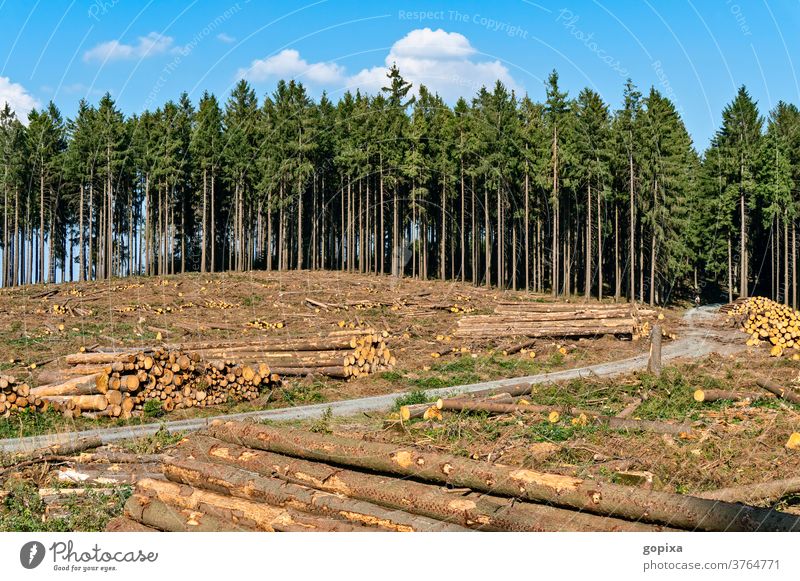 Waldstück mit abgeholzten Bäumen Forstwirtschaft Natur Waldschäden Holzeinschlag Baum Fichte Umwelt Klima Ökologie Forstarbeiten Baumstamm Trockenheit