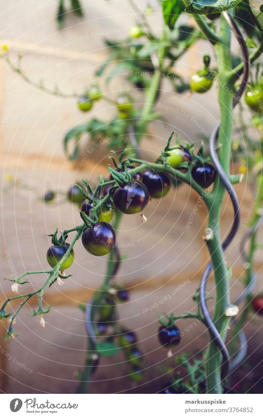 Urban Gardening Selbsthilfe - Tomate Ackerbau Lauch Bohne Biografie Blütezeit züchten Zucht Brokkoli Möhre kontrollierte Landwirtschaft Zucchini