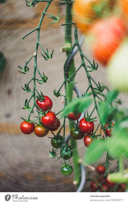 Urban Gardening Selbsthilfe - Tomate Ackerbau Lauch Bohne Biografie Blütezeit züchten Zucht Brokkoli Möhre kontrollierte Landwirtschaft Zucchini