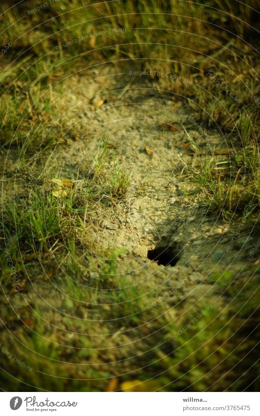 Die Maus, die quiekt im Mauseloch Mäuseloch Loch Öffnung ins Mausloch verkriechen Wiese Eingang Ausgang Zuflucht Mausbau