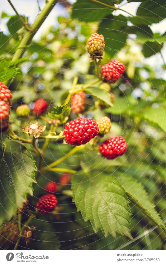 Gewächshaus für Raspberries Ackerbau Biografie Blütezeit züchten Zucht Kindheit Wintergarten kontrollierte Landwirtschaft Ernte Bodenbearbeitung Lebensmittel