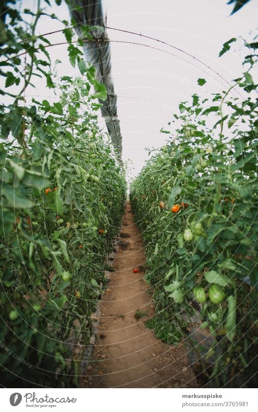 Mega-Gewächshaus für Tomaten und Paprika Ackerbau Biografie Blütezeit züchten Zucht Kindheit Wintergarten kontrollierte Landwirtschaft Ernte Bodenbearbeitung