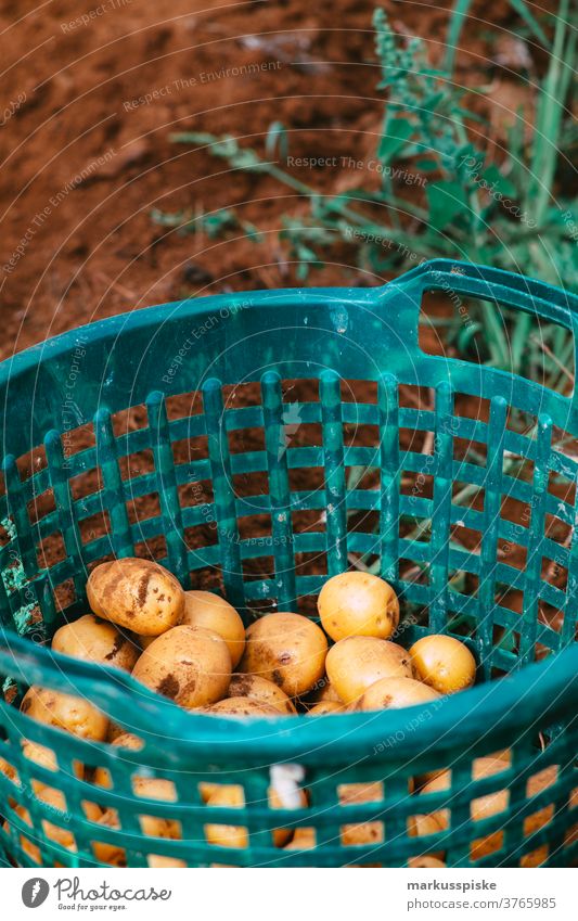 Erntefrische Bio-GVO-freie Kartoffeln Ackerbau Schubkarre Biografie Übertopf kontrollierte Landwirtschaft Bodenbearbeitung Lebensmittel Garten Gartenarbeit