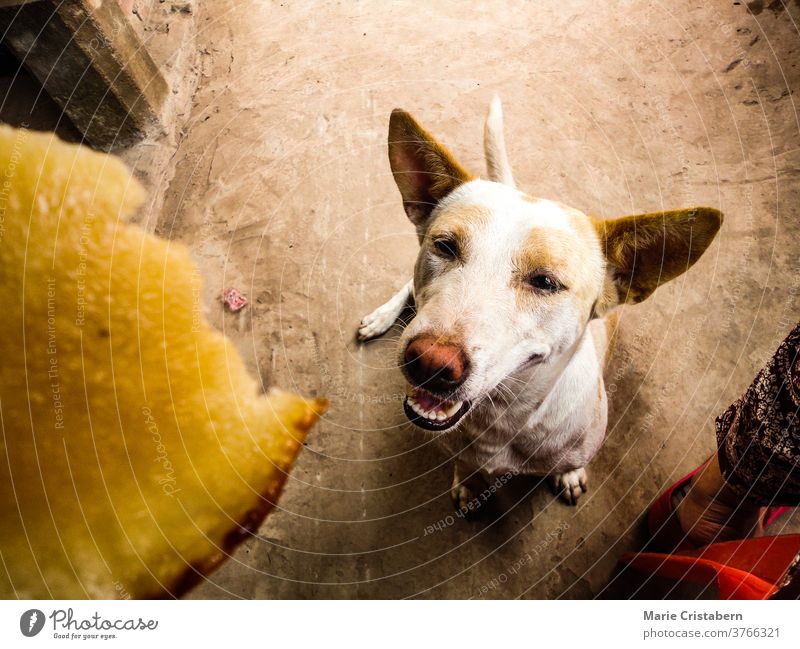 Lächelnder Hund schaut auf und wartet auf ein Leckerli glücklicher Hund Warten Warten auf Leckereien Glück Porträt Haustier niedlich Zusammengehörigkeitsgefühl