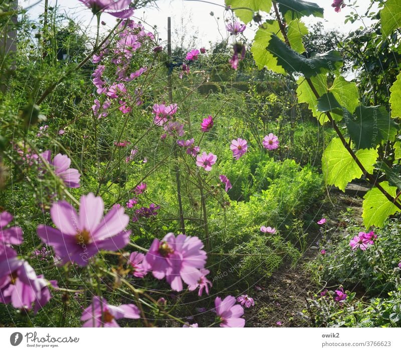 Blütezeit Sommer Sträucher Blume Schmuckkörbchen Himmel hell Wiese Cosmea Menschenleer Sonnenlicht Blüten schön Lebensfreude Außenaufnahme Optimismus Umwelt