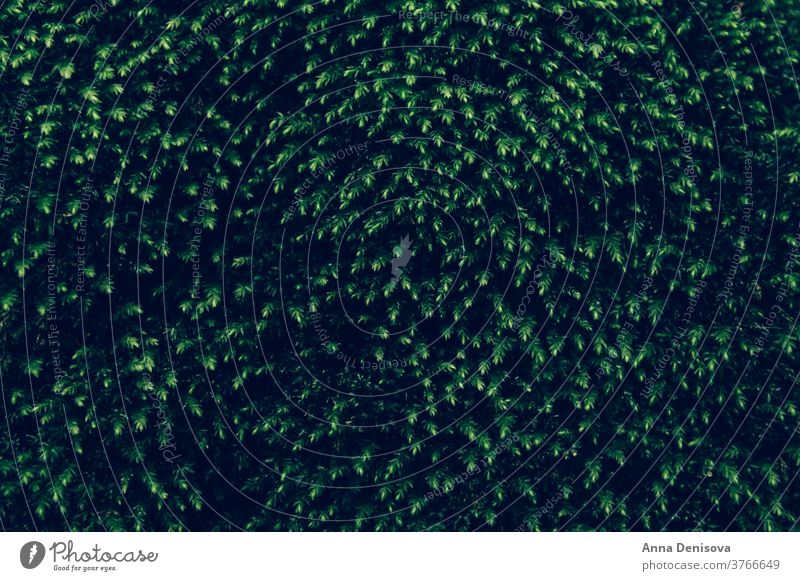 Dunkelgrüne Mauer aus natürlichen Bäumen grüne Wände Wald Sträucher lebendiger Hintergrund Öko-Wand Grünflächen Biophilie Pflanzen Lifestyle natürliches Licht