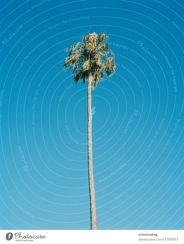 Palme Blauer Himmel Wolkenloser Himmel Palmen hoch