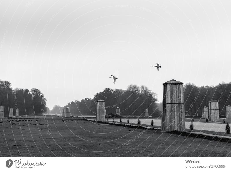 Zwei Schwäne üben Fliegen im Schlosspark Nymphenburg Park winterlich herbstlich kalt schwarzweiß Garten München winterfest melancholisch eingepackt Nebel leer
