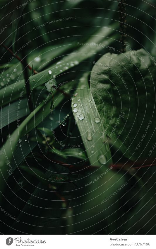 Eine Super-Nahaufnahme eines mit Regentropfen gefüllten Blattes Tropfen sehr wenige Grün schön Natur Tapete Kopie Raum Textur Hintergrund sich[Akk] entspannen