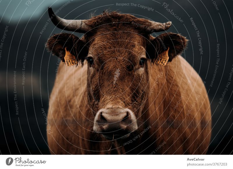 Nahaufnahme einer braunen Kuh mit gebrochenem Horn, die während eines stürmischen Tages mitten in den Bergen direkt in die Kamera schaut Vitalität