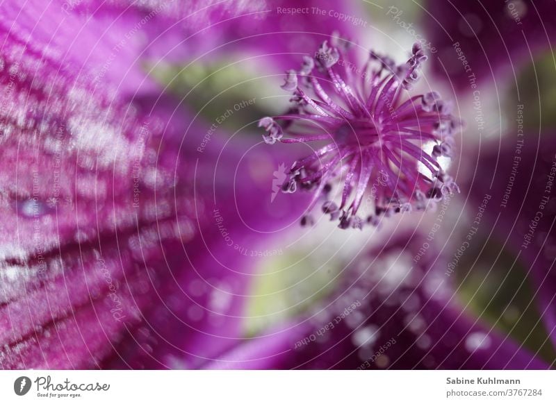 Blüte Blume Pflanze Nahaufnahme Makroaufnahme Detailaufnahme Unschärfe Schwache Tiefenschärfe Farbfoto Natur Außenaufnahme Blühend Garten Menschenleer Tag schön