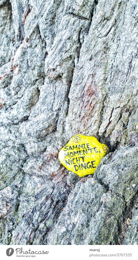 Sammle Momente, nicht Dinge. Sinnspruch auf einem gelbbemalten Stein, der in die Rinde einer 1000-jährigen Eiche, eingebettet wurde. stein Eichenrinde